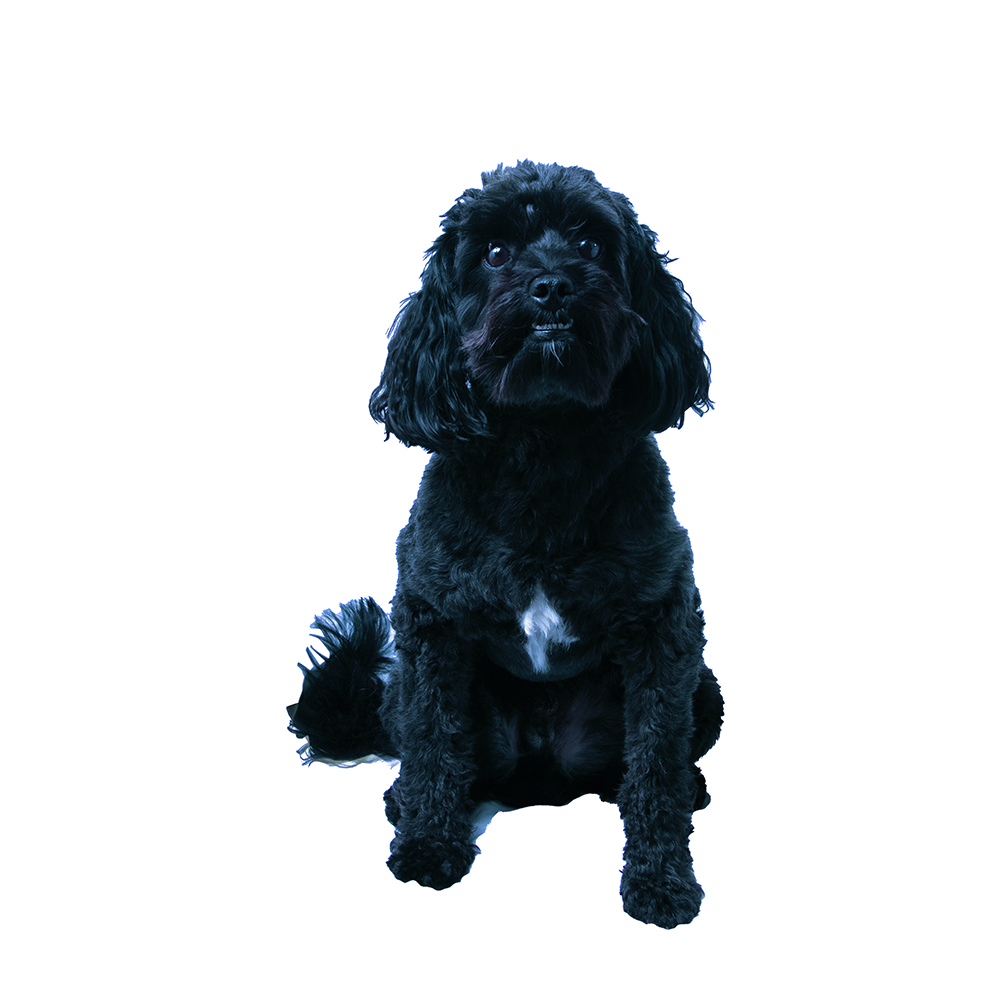 Hond